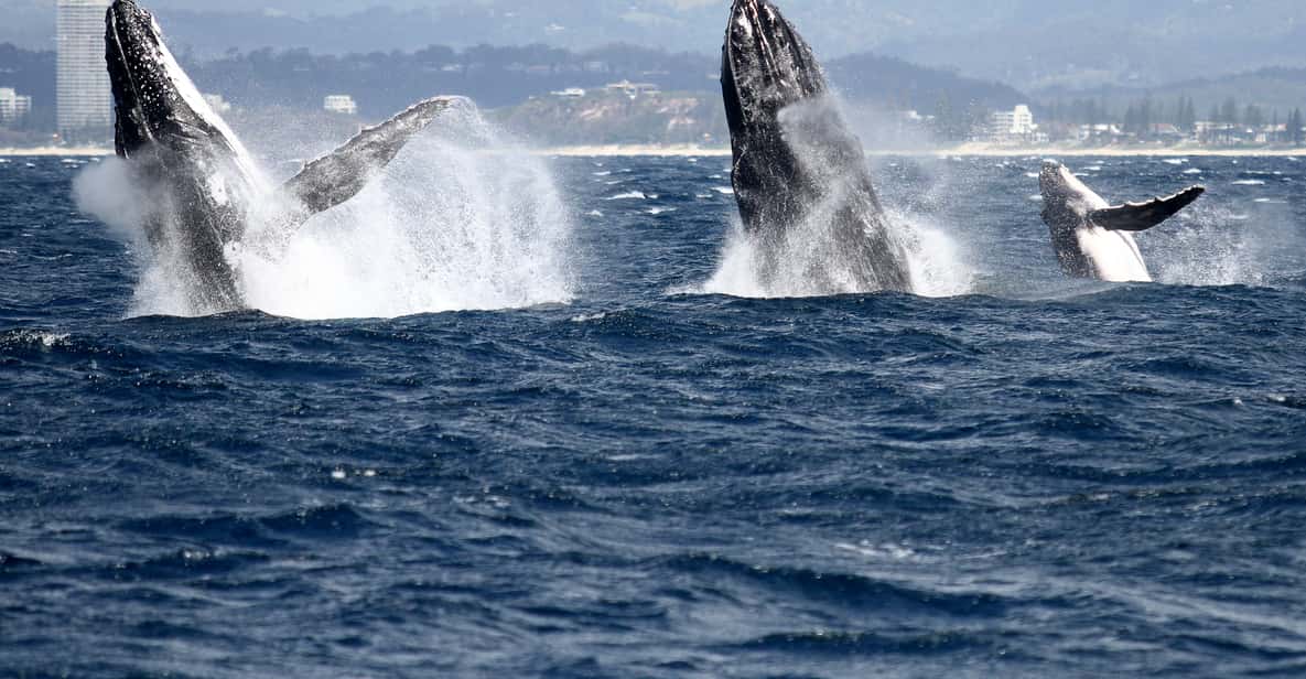 Spirit of Gold Coast 2.5-Hour Whale Watching Tour