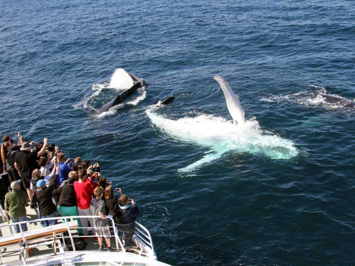 Spirit of Gold Coast 2.5Hour Whale Watching Tour GetYourGuide