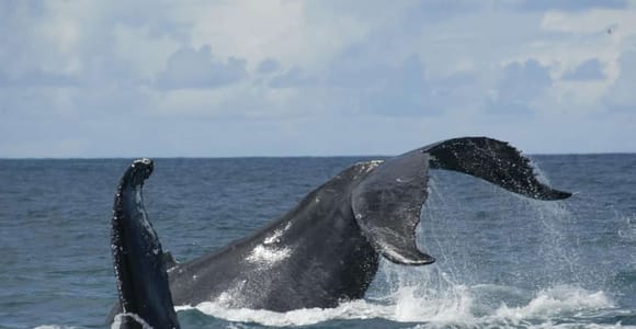 São Miguel: Whales & Volcano Full-Day Tour with Lunch