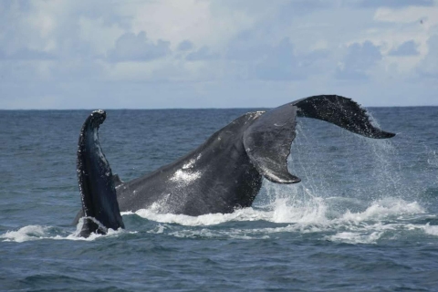 Ponta Delgada: Wycieczka wielorybów i wulkanów z lunchem