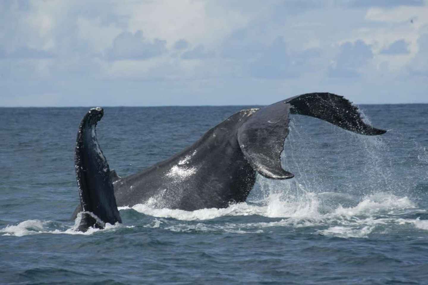 Ponta Delgada: Wale und Vulkane - Tour mit Mittagessen