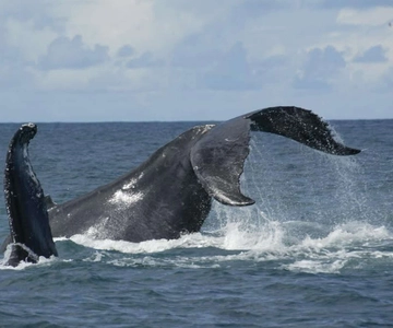 São Miguel: Whales & Volcano Full-Day Tour with Lunch