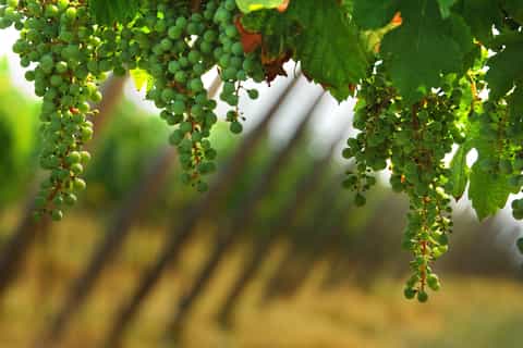 Ab Bergamo: Franciacorta Weinprobe und Einkaufs-Tour