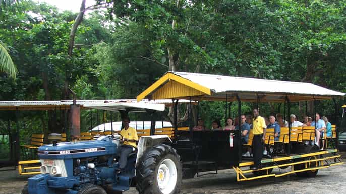 flavors of jamaica food tour