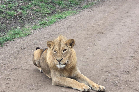 Nairobi: Half Day guided tour to Nairobi National Park