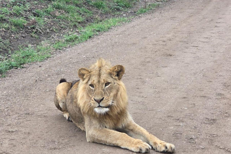 Nairobi: Half Day guided tour to Nairobi National Park