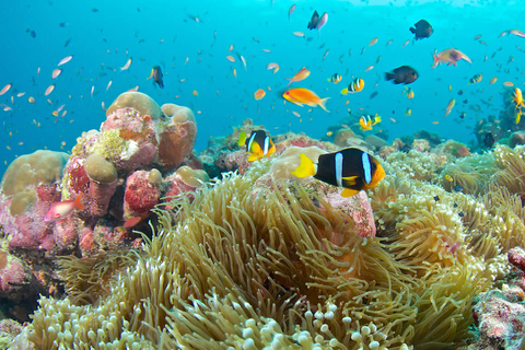 Hurghada: Excursão de mergulho com golfinhos e recifes de coral com almoçoPasseio de barco para observação de golfinhos com snorkeling e almoço