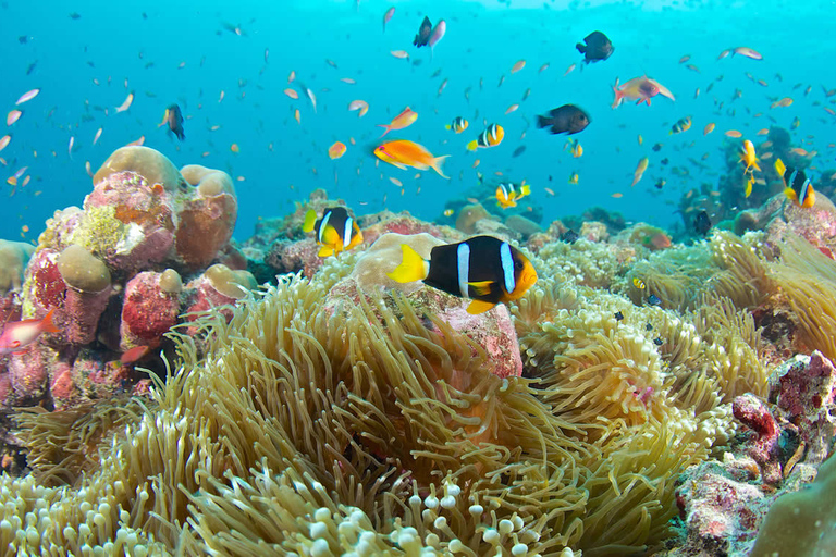 Hurghada: Excursão de mergulho com golfinhos e recifes de coral com almoçoPasseio de barco para observação de golfinhos com snorkeling e almoço