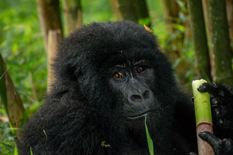 Vanuit Kigali: 2-daagse gorilla-trektocht in Bwindi National Park ...Vanuit Kigali: 2-daagse gorilla trektocht in Bwindi National Park …