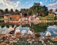 Al-Ahsa Oasis Trip – 2 Days - Housity