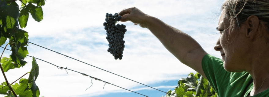 Visite d'un vignoble et dégustation près de Grosseto avec 6 vins