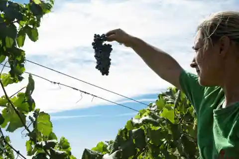 Visita e degustazione di cantine vicino a Grosseto con 6 vini