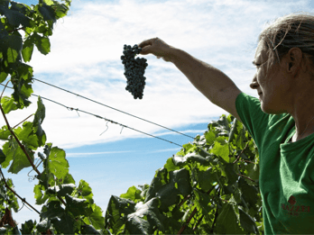 Weingutbesuch und Verkostung in der Nähe von Grosseto mit 6 Weinen