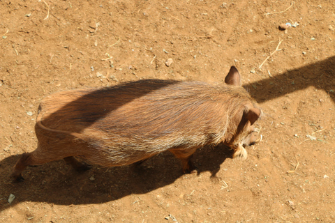 7 Days Highlight Of Kenya Urban & Bush Safari