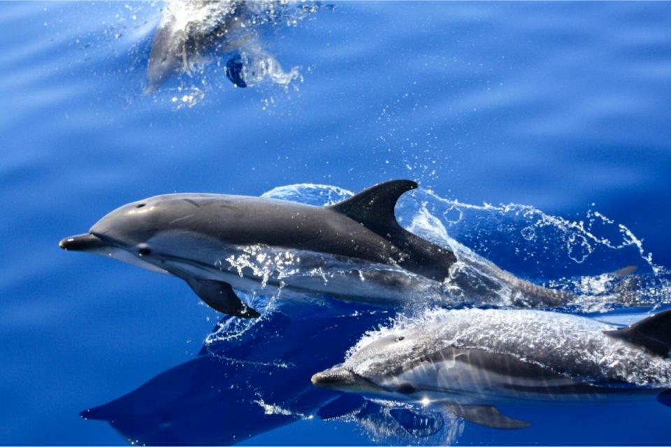 1.5-godzinny rejs połączony z oglądaniem delfinów