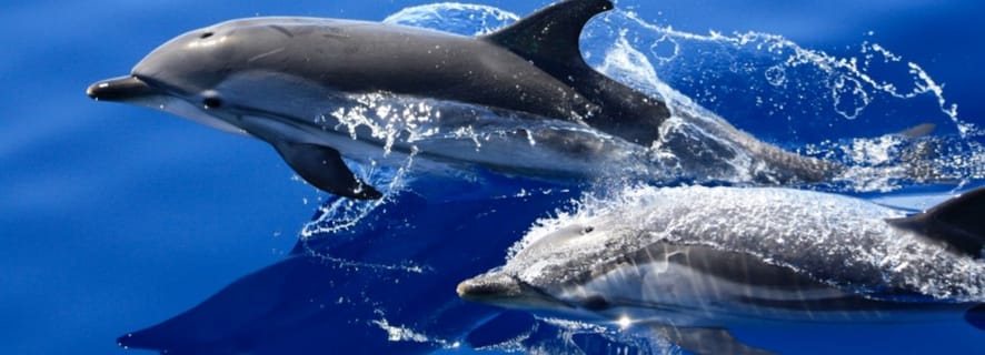 Lanzarote: 1.5-Hour Dolphin Watching Mini Cruise