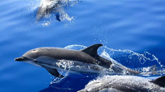 lanzarote 1.5hour dolphin watching mini cruise