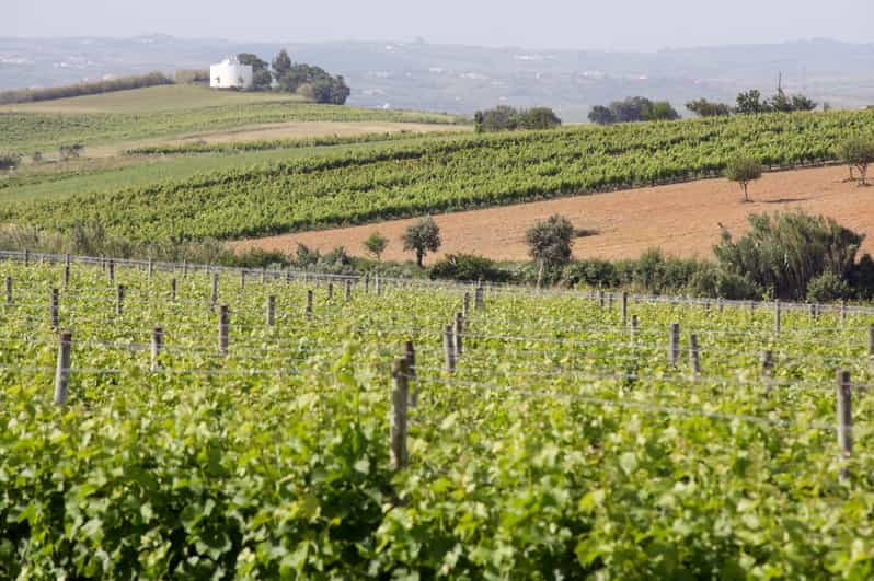 Portuguese Wine History & Amazing Surroundings Tour | GetYourGuide