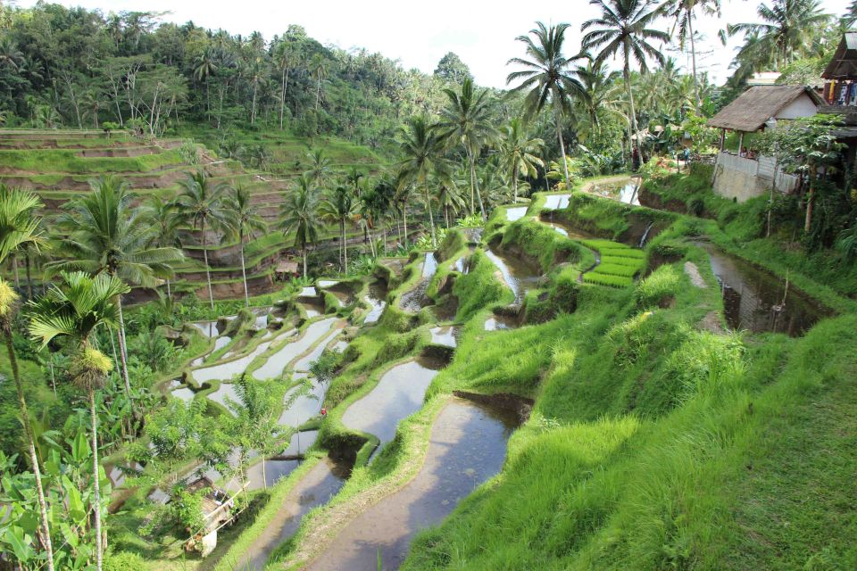 Ubud Rice Terraces, Temples and Volcano Day Trip