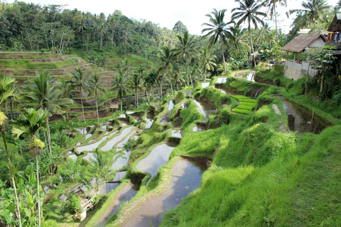 Bali: Dagsutflykt till Ubuds risterrasser, tempel &amp; vulkanen