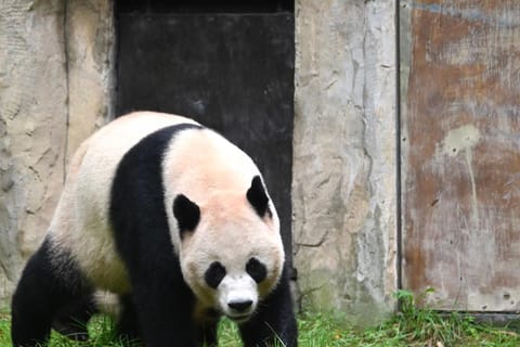 Shanghai: Guided Giant Pandas Tour with Transfer