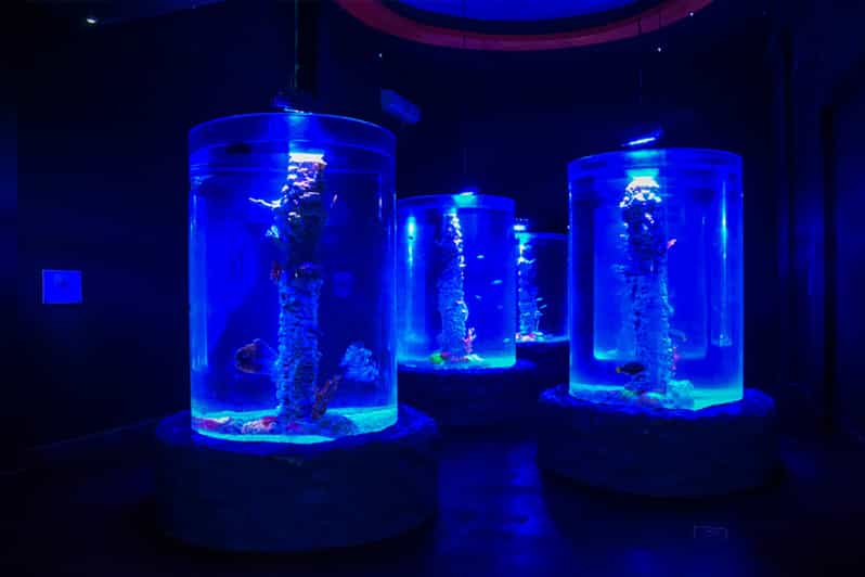 Hurghada Grand Aquarium Entry Ticket and Tour GetYourGuide