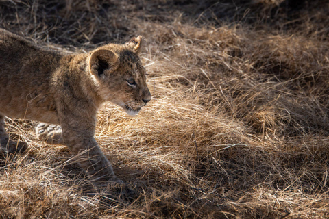 Ngorongoro krater; Safari vanuit Zanzibar inclusief vluchtenNgorongoro Krater; 2 Dagen Lodge Safari met vluchten