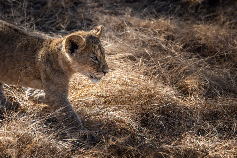 Ngorongoro krater; Safari vanuit Zanzibar inclusief vluchtenNgorongoro Krater; 2 Dagen Lodge Safari met vluchten