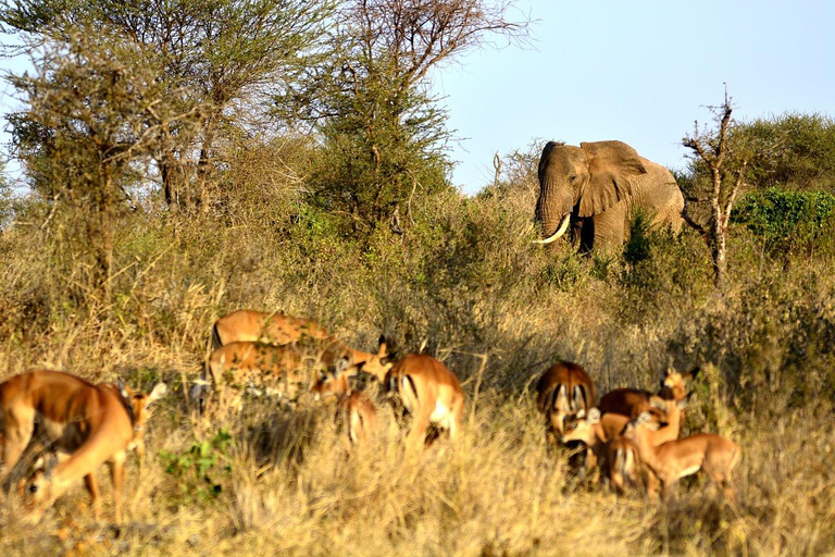 Safari di 3 giorni a Saltlick e Tsavo West da Mombasa/Diani