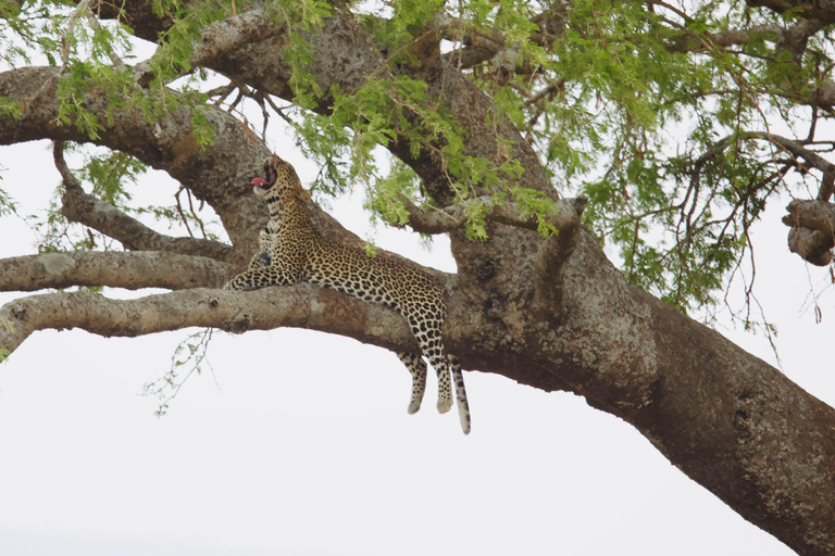Tanzania: 5-Day Tarangire, Serengeti, & Ngorongoro Tour