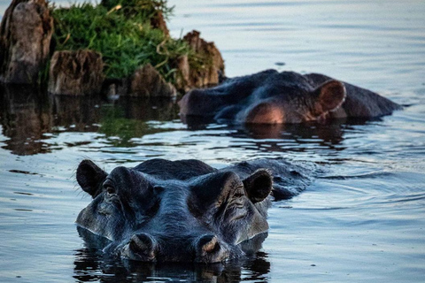Chobe Safari from Victoria Falls: Game Drive & Cruise