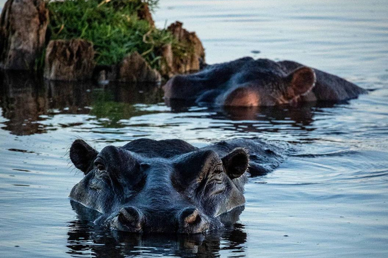 Chobe Safari from Victoria Falls: Game Drive & Cruise