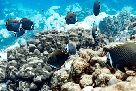 Phuket : excursion en hors-bord à Racha et aux îles de corail avec déjeuner