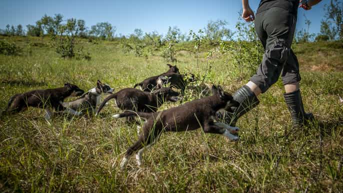 tromsø puppy training at the husky home