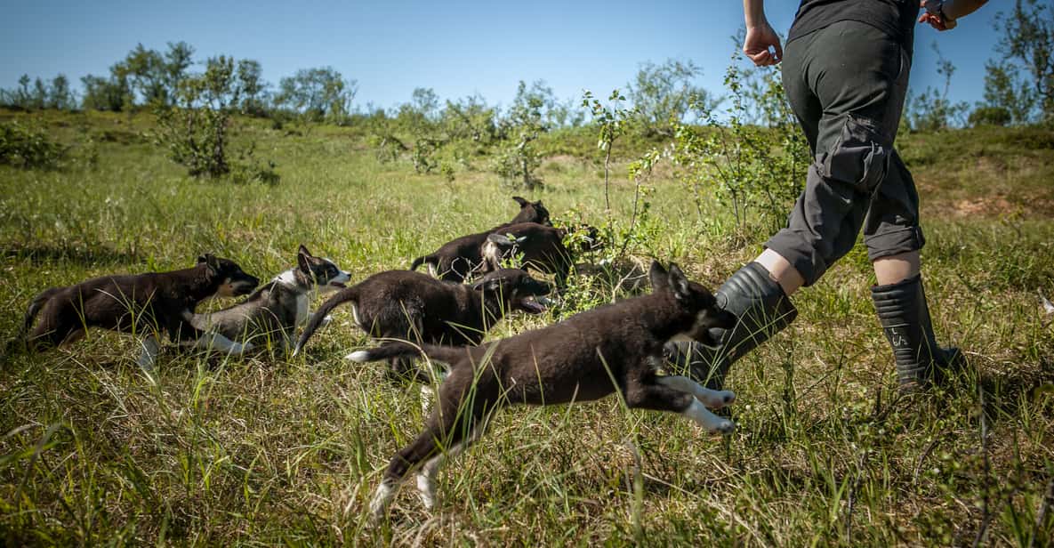 Tromsø: addestramento dei cuccioli presso la casa di Husky