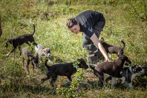 Tromsø : entraînement de chiots à la ferme des huskies