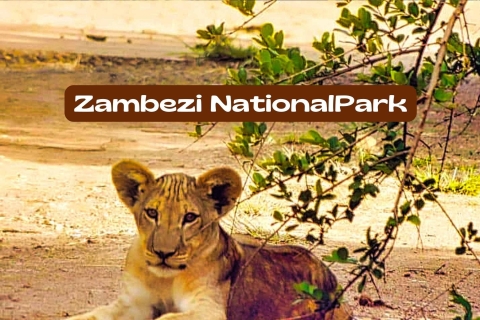 Victoria Watervallen: Zambezi Nationaal Park Game DriveTour in kleine groep