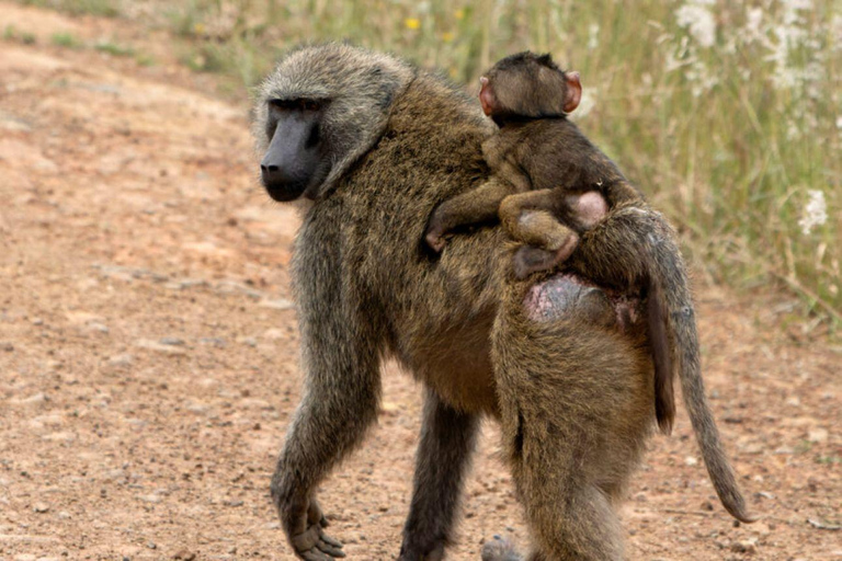 Lake Nakuru & Naivasha National Park Wildlife Highlights