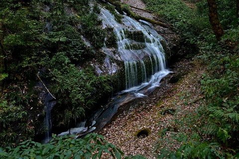 Randonnée dans le parc national de Doi Inthanon et randonnée sur le sentier de Pha Dok SiewVisite du parc national de Doi Inthanon et randonnée sur le sentier Pha Dok Siew