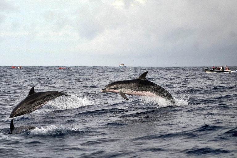 Ponta Delgada: walvissen- en vulkanenexcursie met lunch