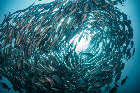 Similan 2Day-1Night Onboard MV Koon Scuba Dive or Non-Dive From Phuket Similan MV Koon Scuba with Dive - Sharing Room