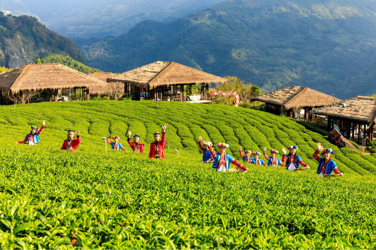 From Taichung/Kaohsiung/Chiayi/Alishan: Alishan Hidden Gems Join-in Tour (Start & End in Chiayi)