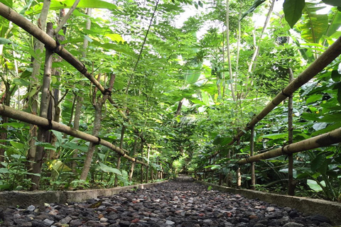 Bali : visite privée au lever du soleil et forêt des singes