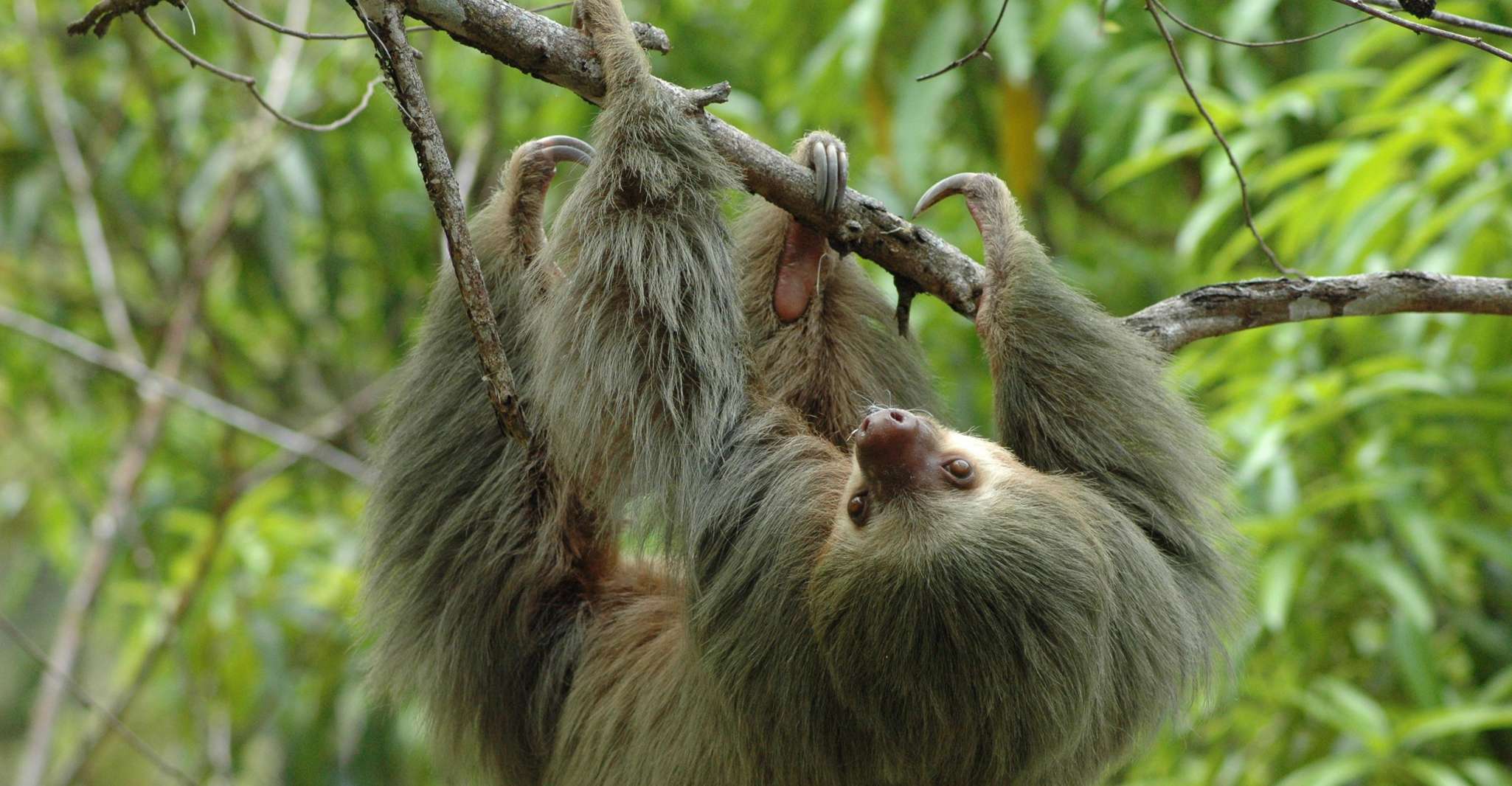 From Jaco, FullDay Manuel Antonio National Park Tour SuiteTrails