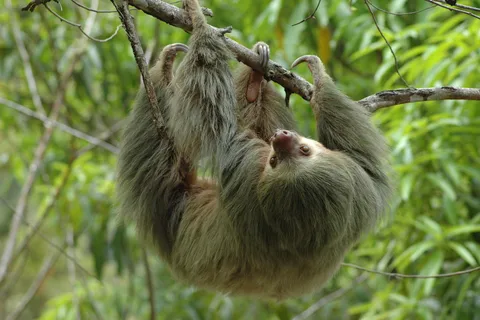Da Jaco: Tour di un giorno intero del Parco Nazionale di Manuel Antonio
