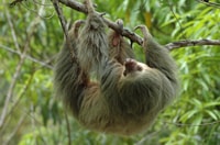 Von Jaco, ganztägige Manuel Antonio National Park Tour - Hizvo