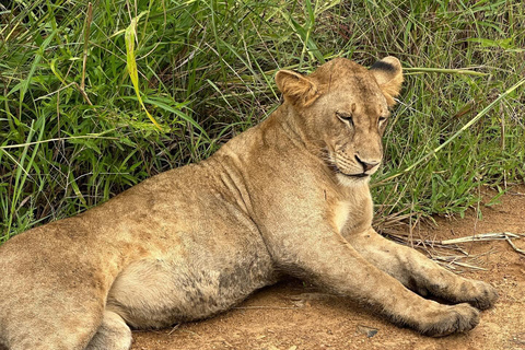 SAFARI DJURLIV FRÅN ZANZIBAR TILL MIKUMI 3 DAGAR OCH 2 NÄTTER