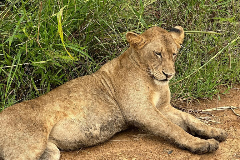 SAFARI DJURLIV FRÅN ZANZIBAR TILL MIKUMI 3 DAGAR OCH 2 NÄTTER