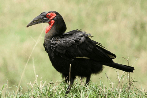 Arusha : expérience culturelle et safari masaï de 5 joursArusha : expérience culturelle masaï et safari de 5 jours
