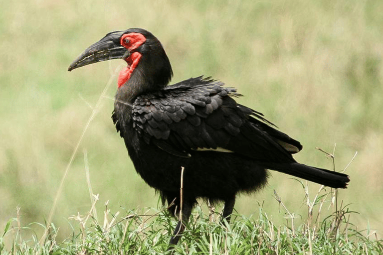 Arusha : expérience culturelle et safari masaï de 5 joursArusha : expérience culturelle masaï et safari de 5 jours